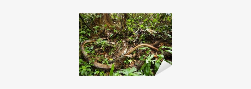 Jungle Vines, transparent png download