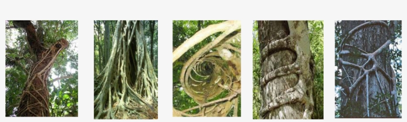 These Networks Of Vines Give Support To Shallow Rooted - Old-growth Forest, transparent png download