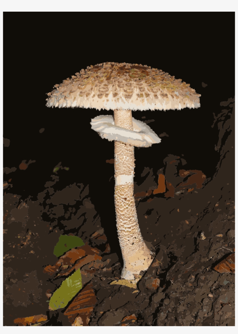 Download から かさ だけ Clipart Parasol Mushroom Lepiota - Parasol Mushroom, transparent png download