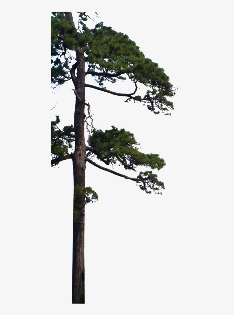 Beautiful High Definition Close Up Pine Png - Pine, transparent png download