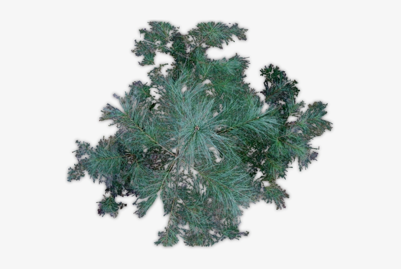 264k Pine Jhd F 06 Feb 2009 - White Pine, transparent png download