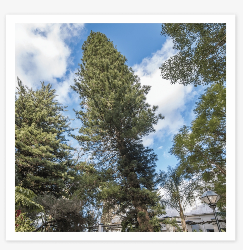 Pencil Pine - Shortleaf Black Spruce, transparent png download