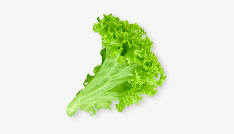 Left Vignette - - Burger Png Lettuce Leaf, transparent png download