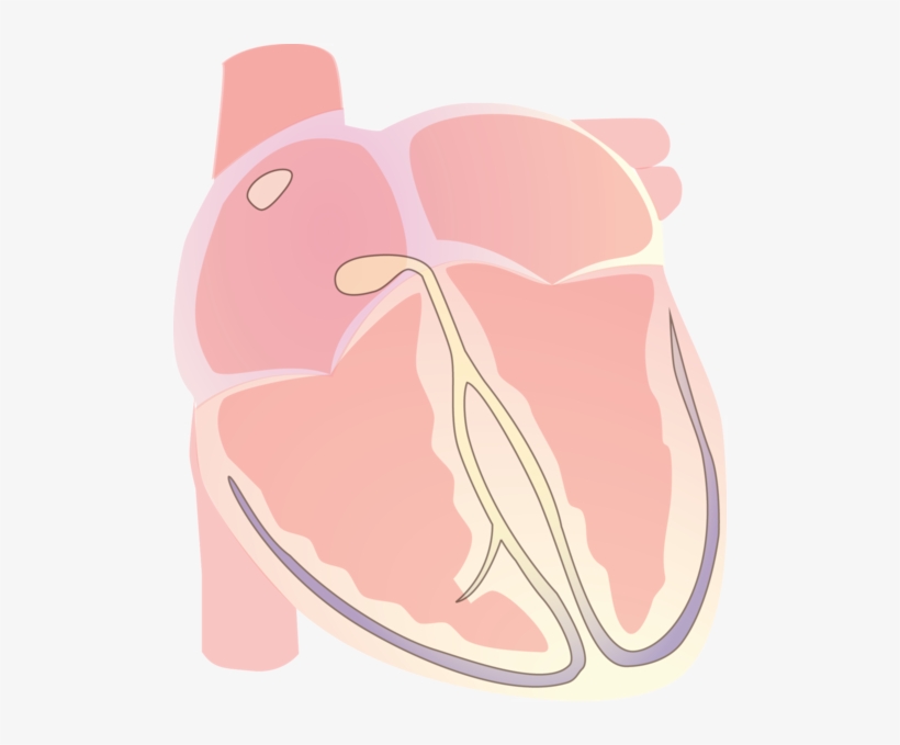 Heart Vector Electrical R Wave - Illustration, transparent png download