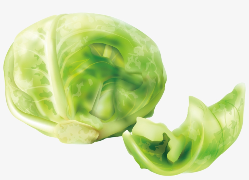 Cabbage Cruciferous Vegetables Lettuce - Cabbage Clipart Kisspng, transparent png download