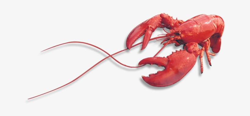 Lobster Png, transparent png download