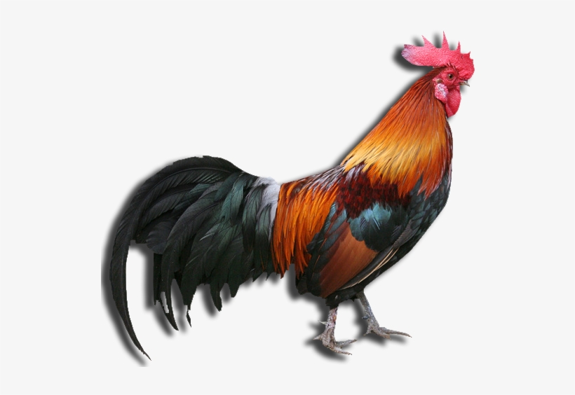 Crowing Rooster Game - My First Board Book Of Domestic Animals, transparent png download