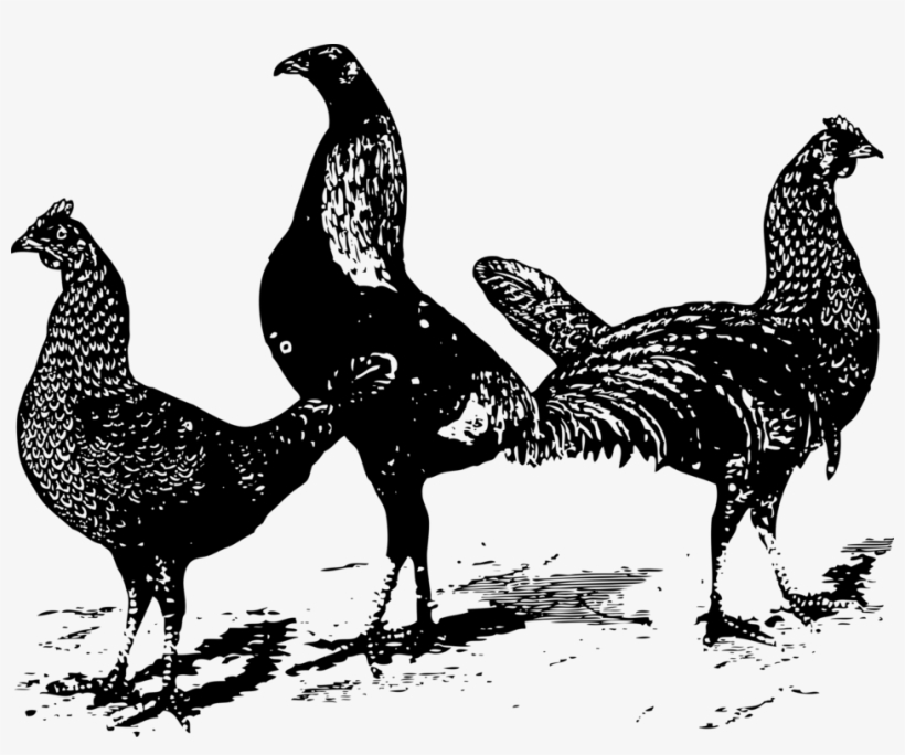 Chicken As Food Poultry Rooster Drawing - Clipart Of Three Chickens, transparent png download
