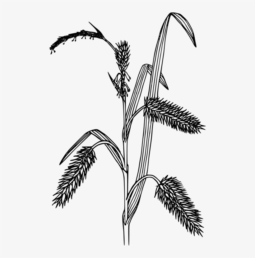 Black And White Carex Hystericina Grasses Computer - Sedges Clipart Black And White, transparent png download