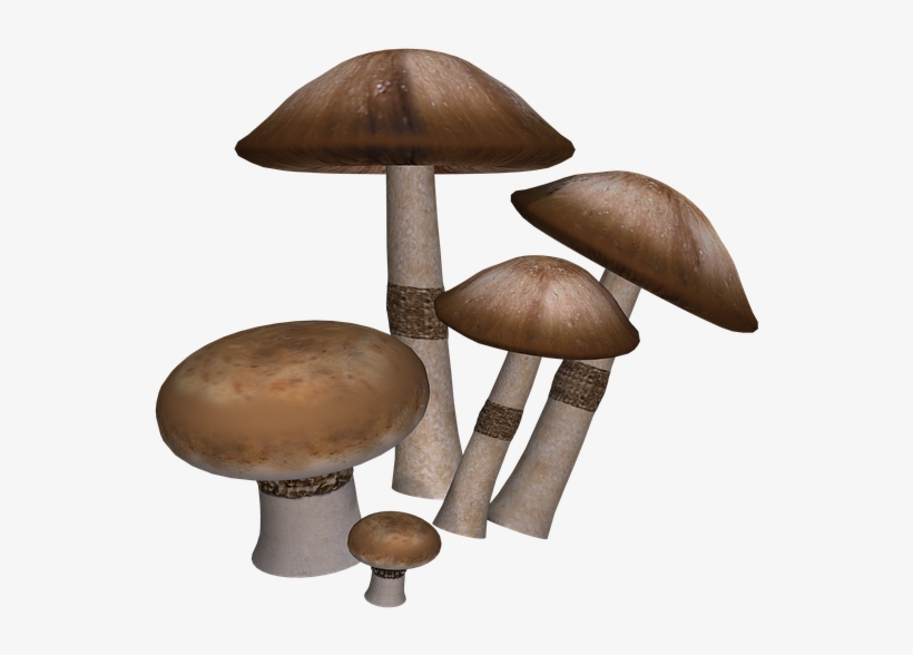 Mushrooms, Fantasy, Digital Art, Isolated, Png - Mushroom Digital Art, transparent png download