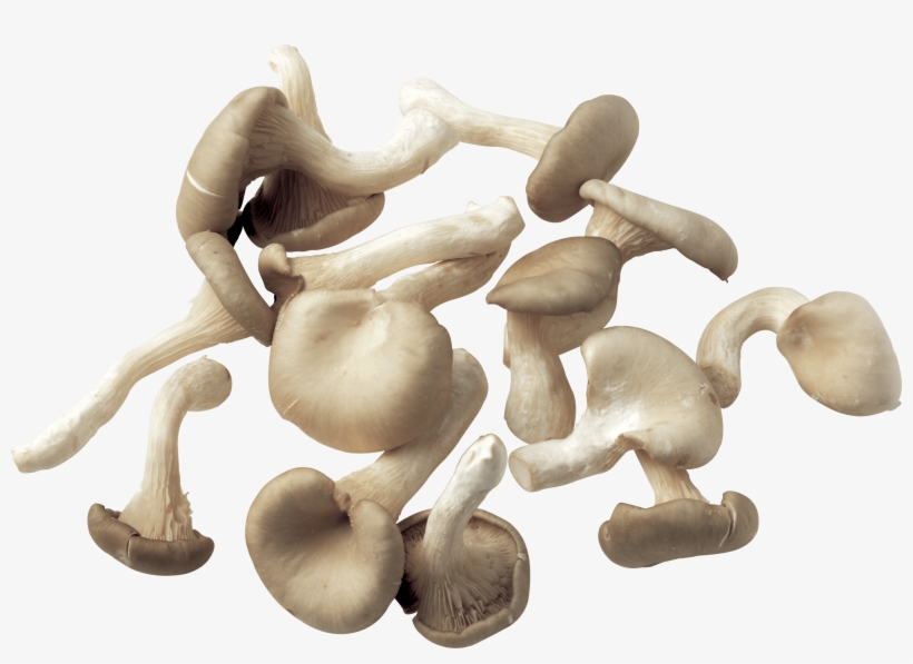 Collection Of Mushrooms - Mushrooms Transparent Background, transparent png download