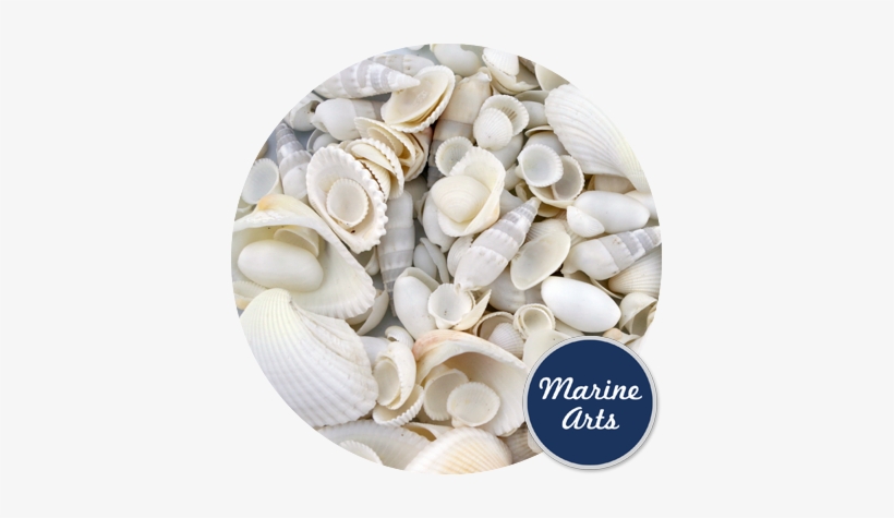 White Wedding Shells - Chalkboard Class Of Graduation Gift Stickers, transparent png download