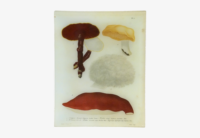2 - Mushroom, transparent png download