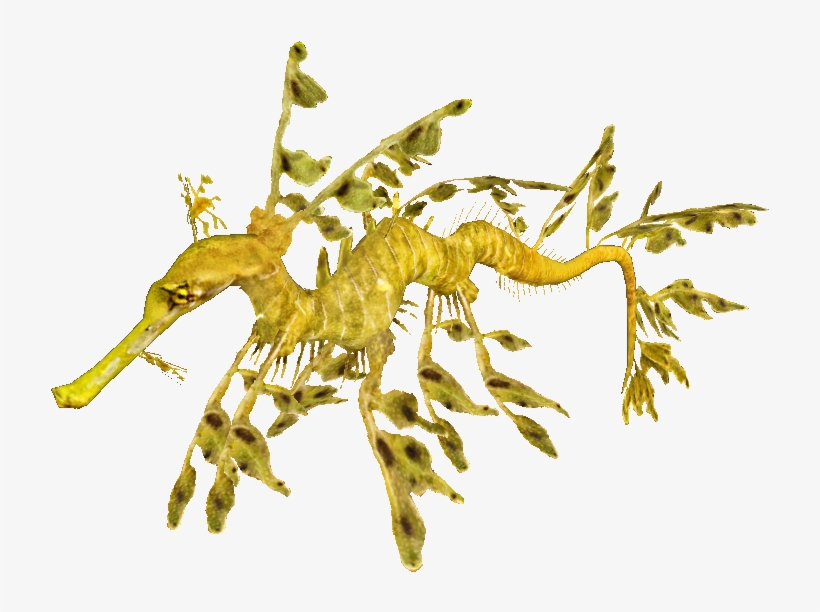 Leafy Sea Dragon Transparent, transparent png download