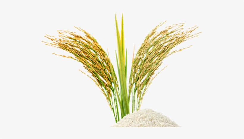 Rice Grain Png - น้ำนม ข้าว Png, transparent png download