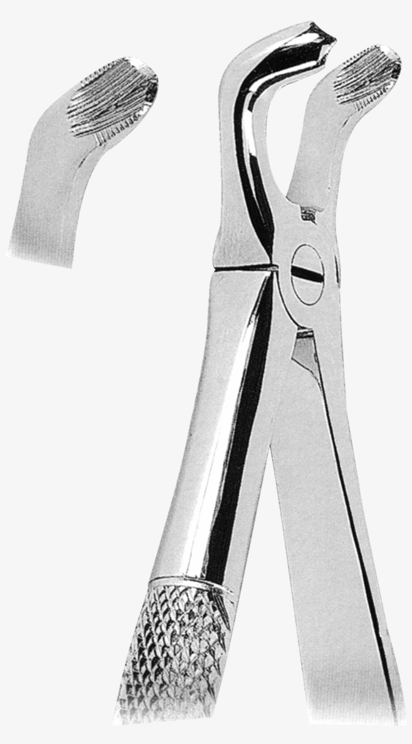 79 Lower Third Molars - Brush, transparent png download