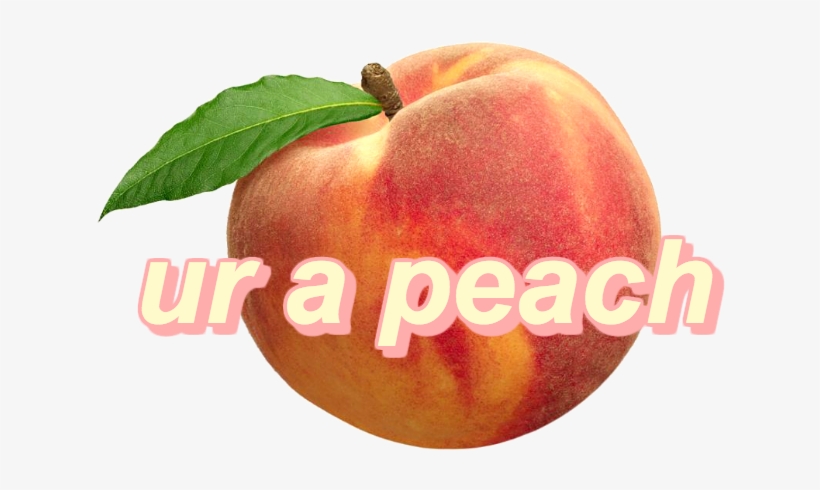 You Could Be The - Aesthetic Peach Fruit, transparent png download
