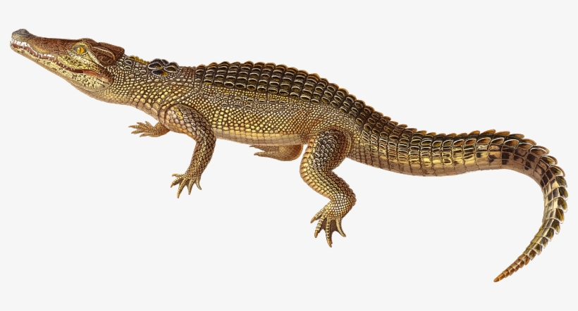 Medium Image - Nile Crocodile, transparent png download