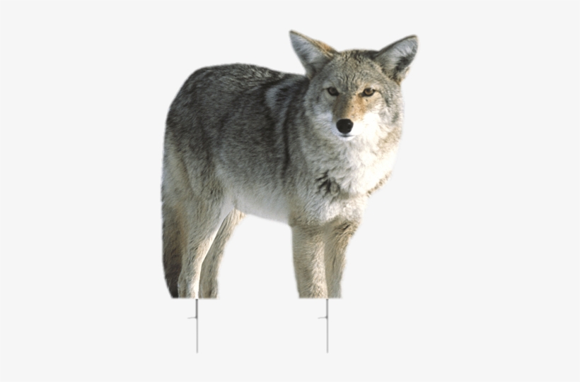 Coyote Decoy Kojo Montana Decoy - Kojo Coyote Decoy, transparent png download