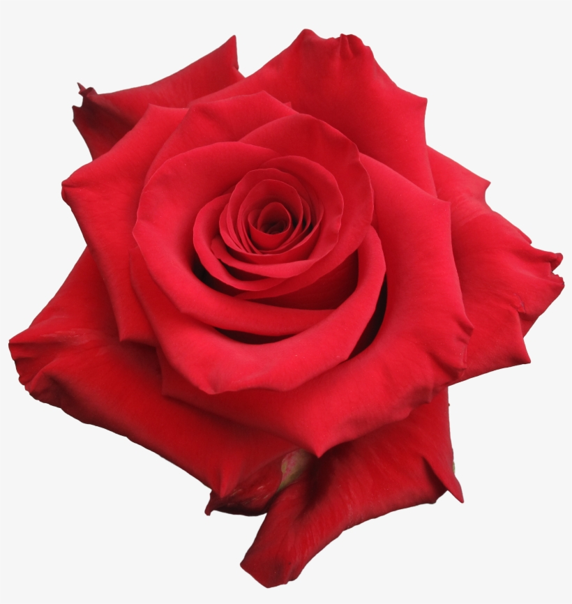 Rose Red Paris, transparent png download