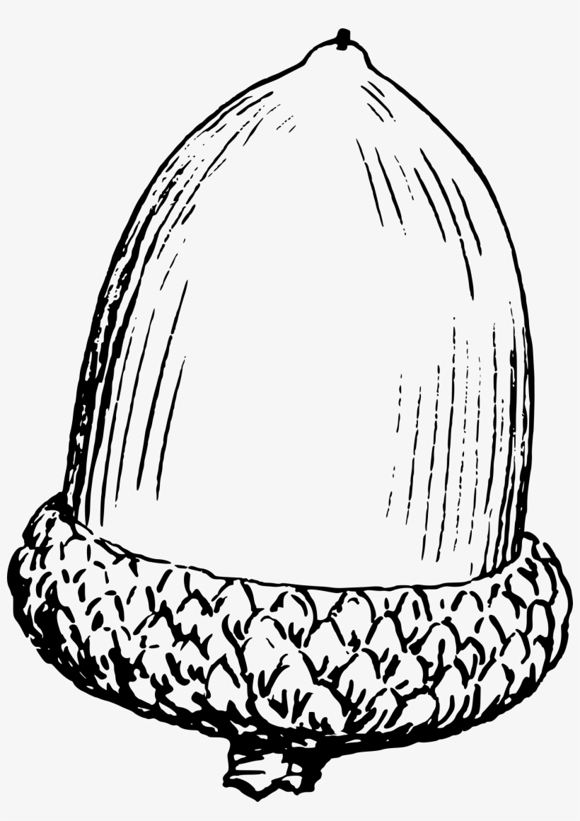 This Free Icons Png Design Of Acorn 7 - Black And White Acorn Clip Art, transparent png download