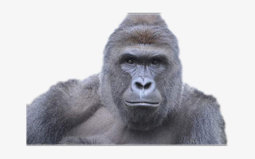 Report Abuse - Trump As A Gorilla, transparent png download