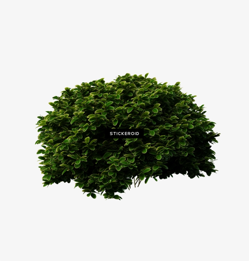 Shrubs Bush - Shrub, transparent png download