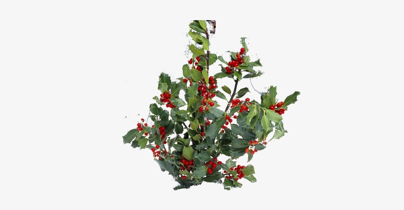Hollybush Zps6669789 - - Holly, transparent png download