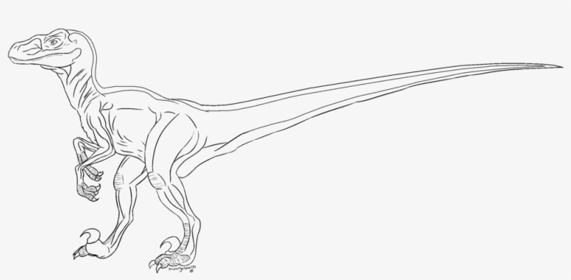 Velociraptor Lineart By Scourgelover14 - Drawing, transparent png download