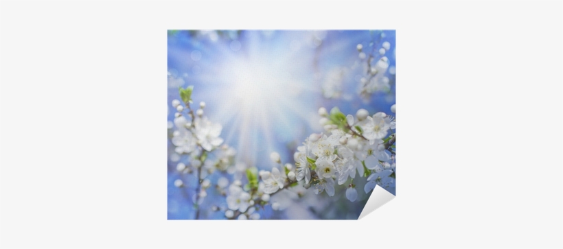 Cherry Blossoms Over Blurred Nature Background/ Spring - Still And Know. . .: 365 Devotions For Abundant Living, transparent png download