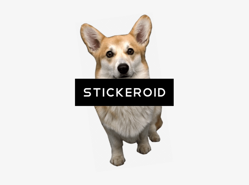Corgi - Norwegian Lundehund, transparent png download