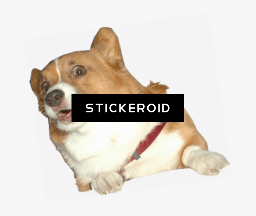 Corgi - Dog, transparent png download