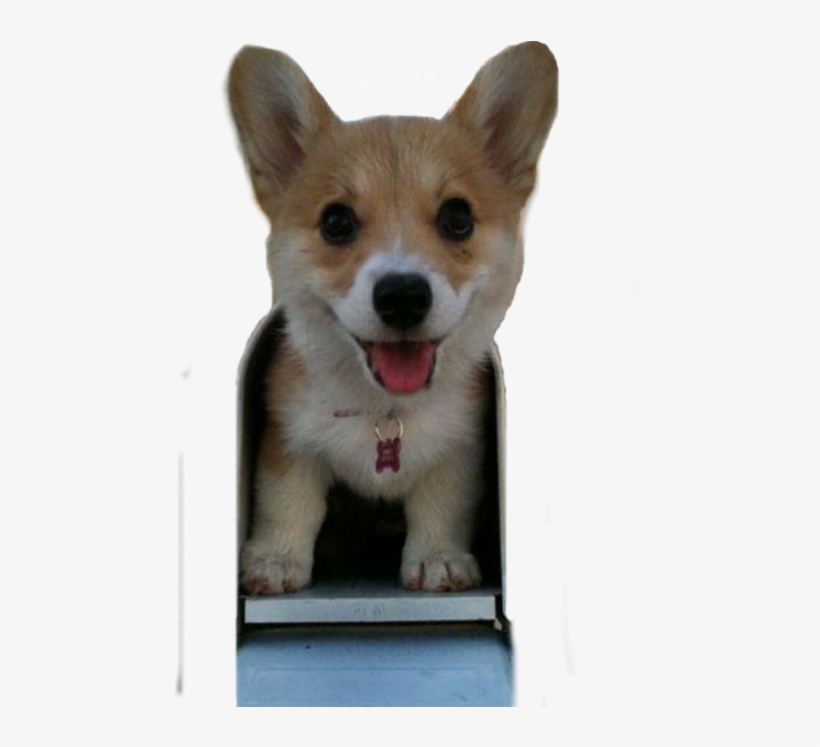If You Re Having A Bad Day Puppy, transparent png download