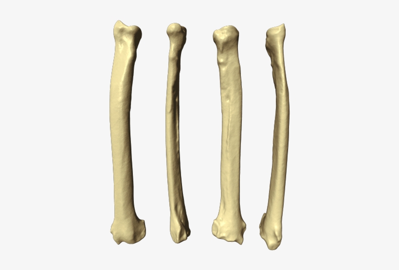 3d Radius Bone, transparent png download