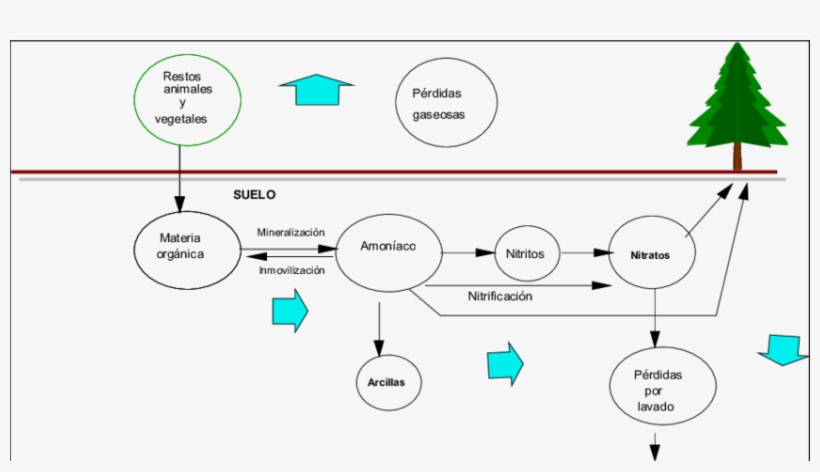 3 - 6 - 1e - El Fuego Y El Ciclo Del Nitrógeno - Nitrogen, transparent png download