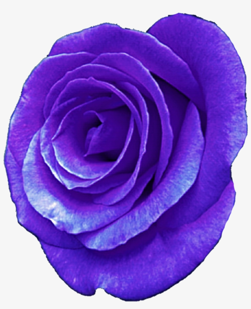 Rose Illustration, transparent png download