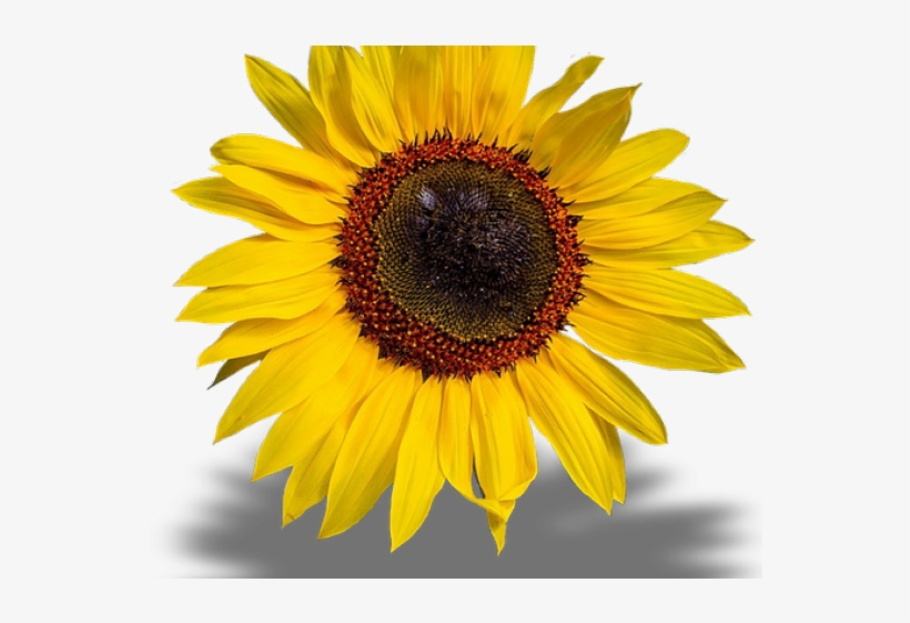 Sunflowers Png Transparent Images - Poster, transparent png download