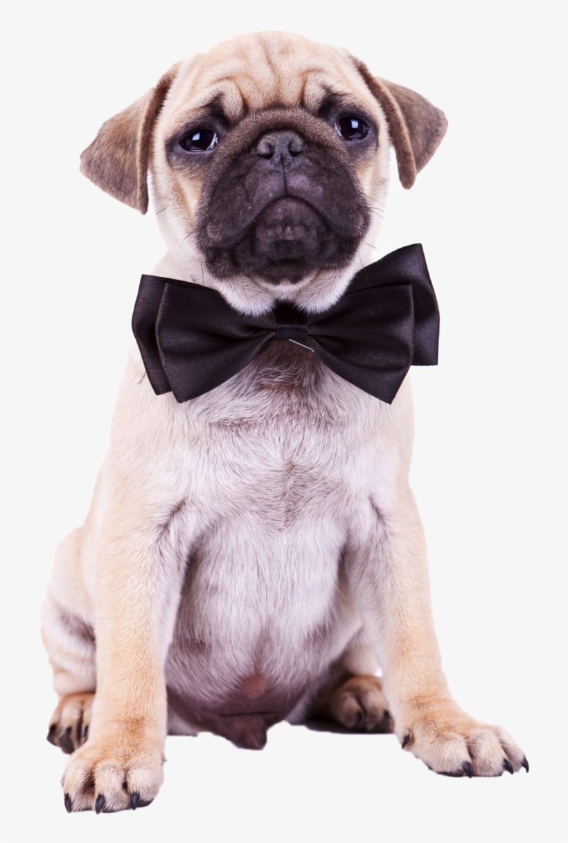 Pug Png Pic - Birthday Puppy & Cupcake, transparent png download