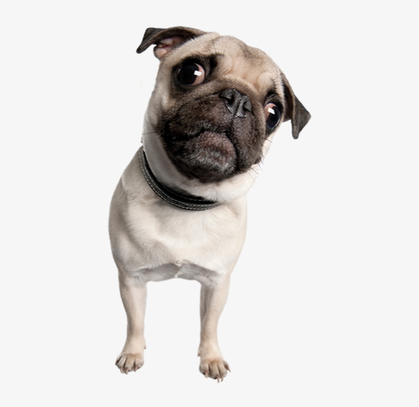 About Pug Rescue - Pug Transparent Phone, transparent png download