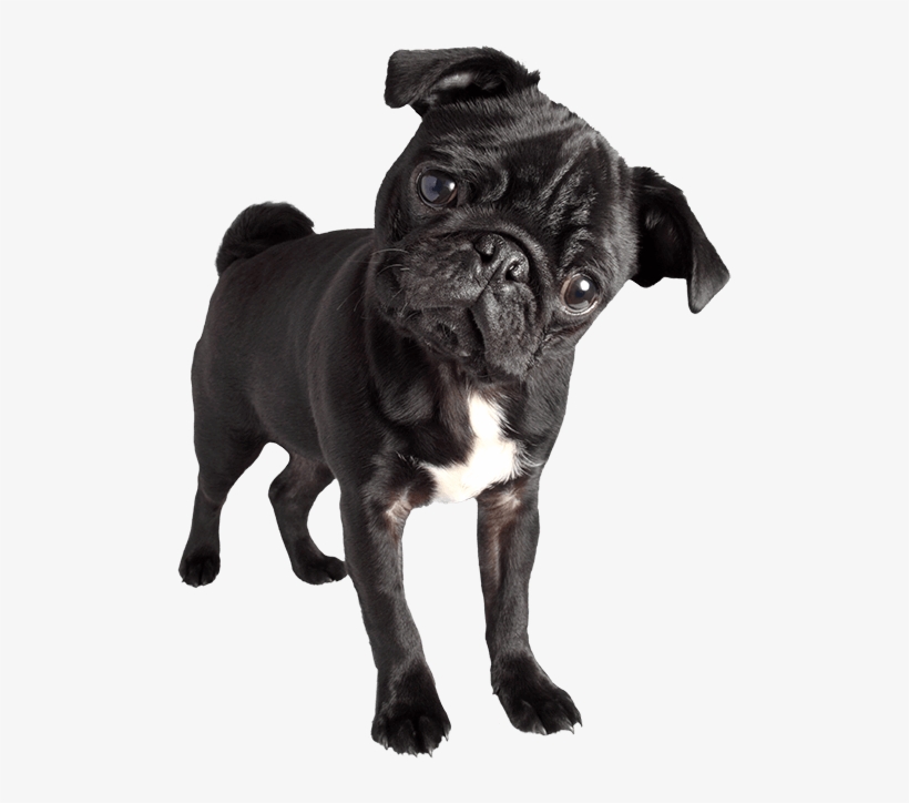 Pug - Black Pug Images Png, transparent png download