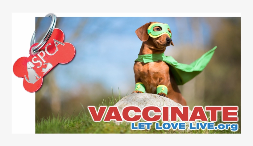 Spca02 - Pet Balance Enzymes For Dogs & Cats - Enzyme Miracle, transparent png download