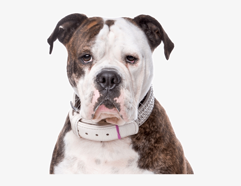 Search - Amerikaanse Bulldog, transparent png download