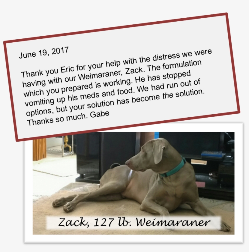 Our Pet Pals - Patient, transparent png download
