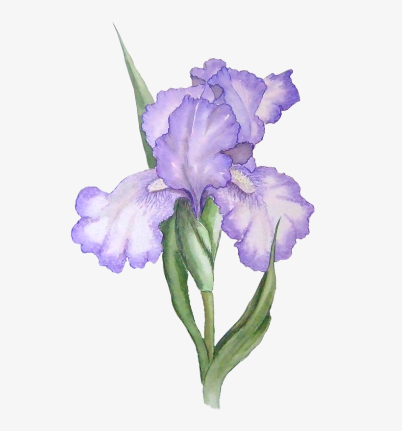 Фото, Автор Lady - Iris Flower Png, transparent png download