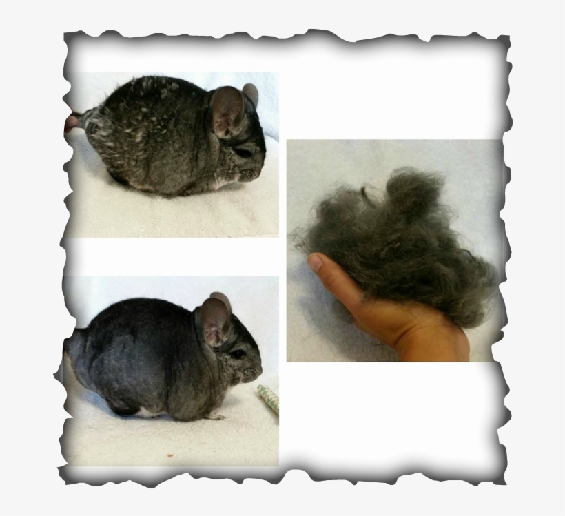 Chinchilla Fur Problems - Colegio De San Francisco Javier Palompon Leyte, transparent png download