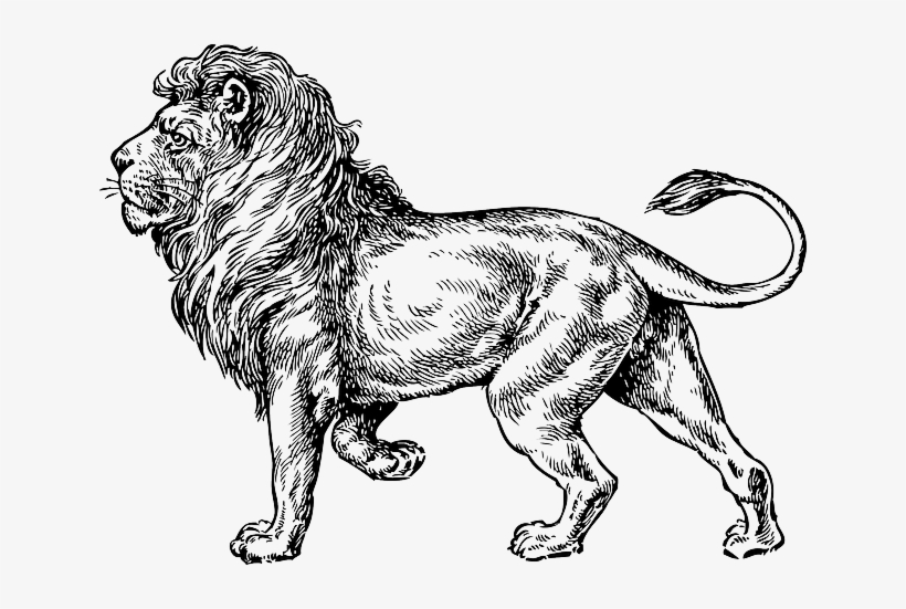 Heaven's Gates Promo Gabriel Zeldis Rock - Lion Tattoo, transparent png download