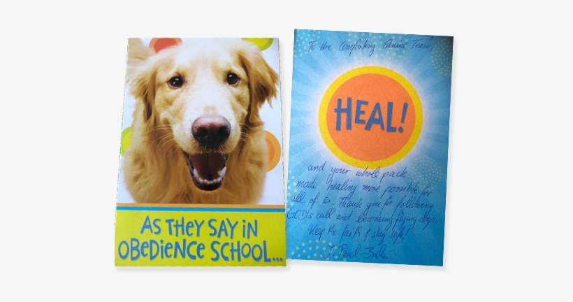 Picture - Golden Retriever, transparent png download