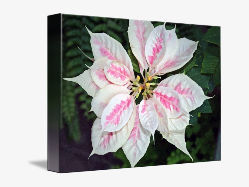 Poinsettia Flower Pink And White By Karen - Rosa Glauca, transparent png download