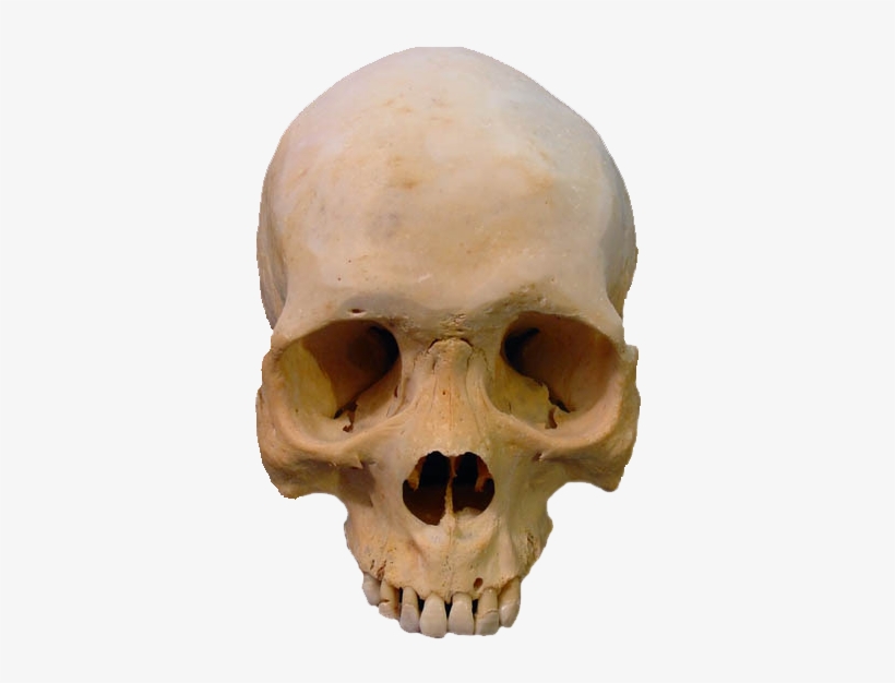 Skull Png Image - Real Human Skull Png, transparent png download