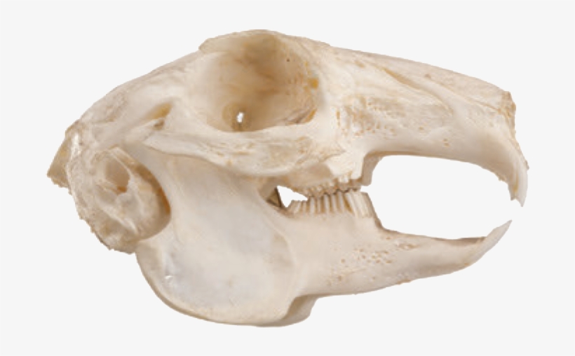 'cabinet Of Curiosities' Excerpt - Cranio De Um Roedor, transparent png download